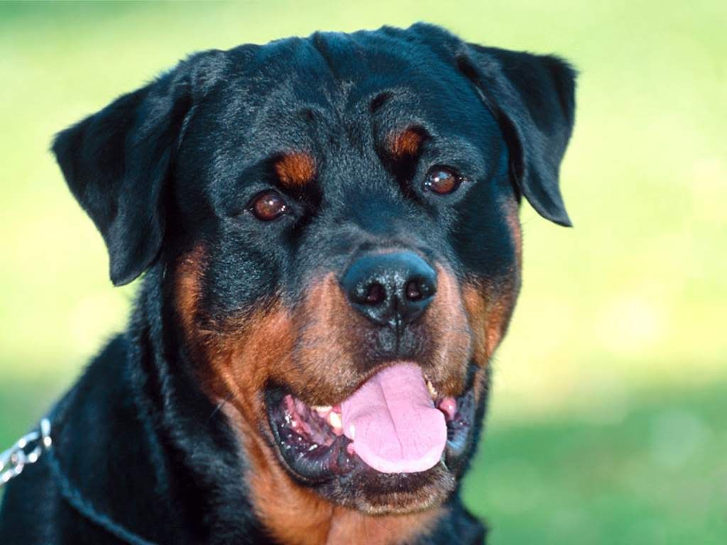 Rottweiler.jpg