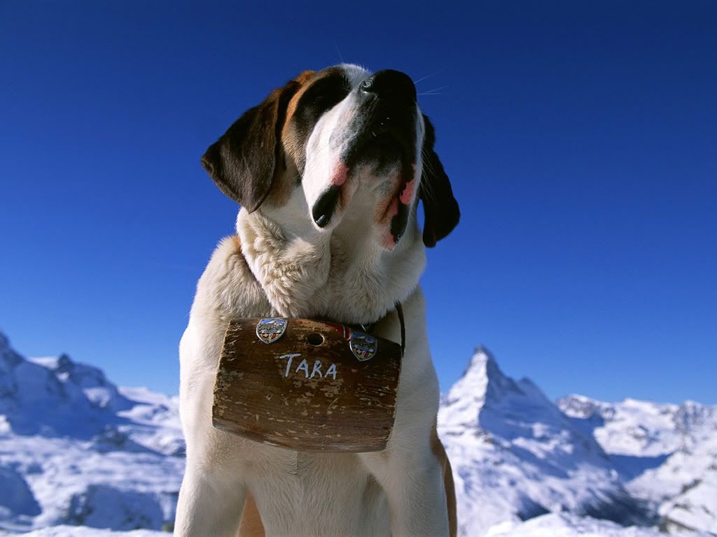 SaintBernardDog.jpg