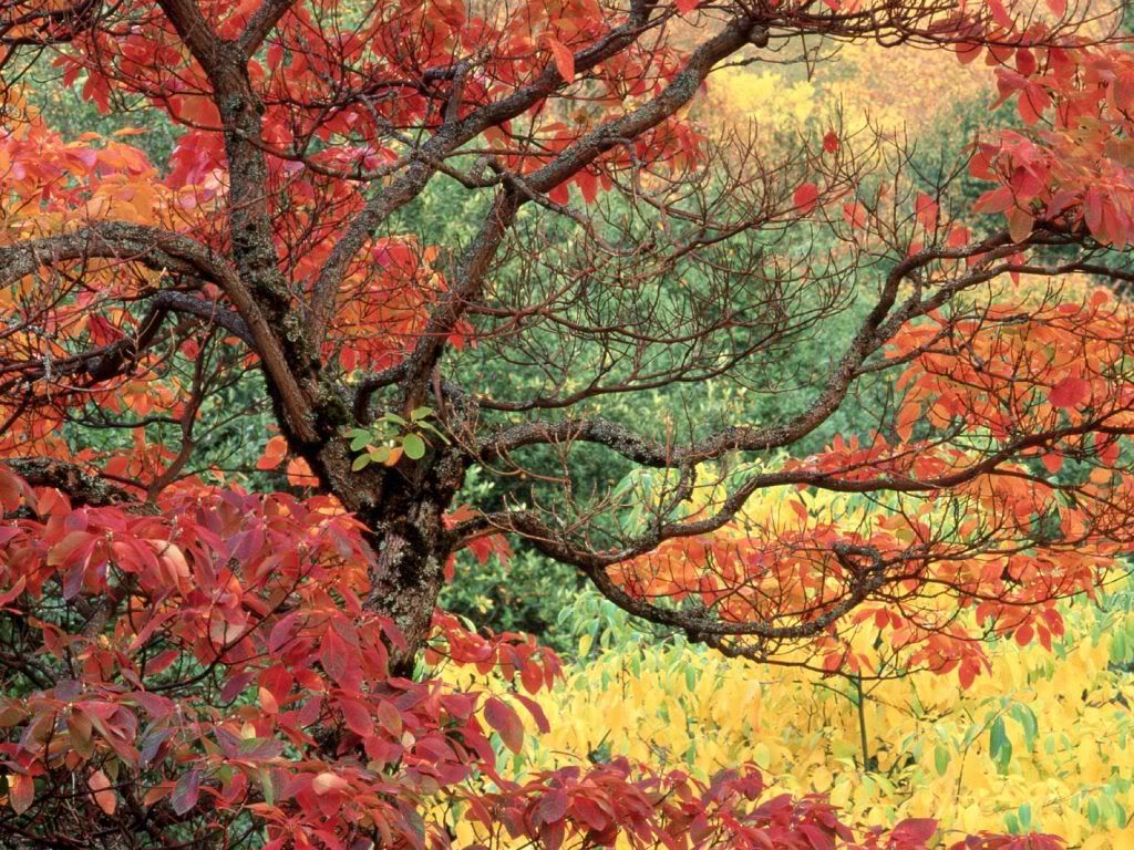 SassafrasinAutumnHoytArboretumPortl.jpg