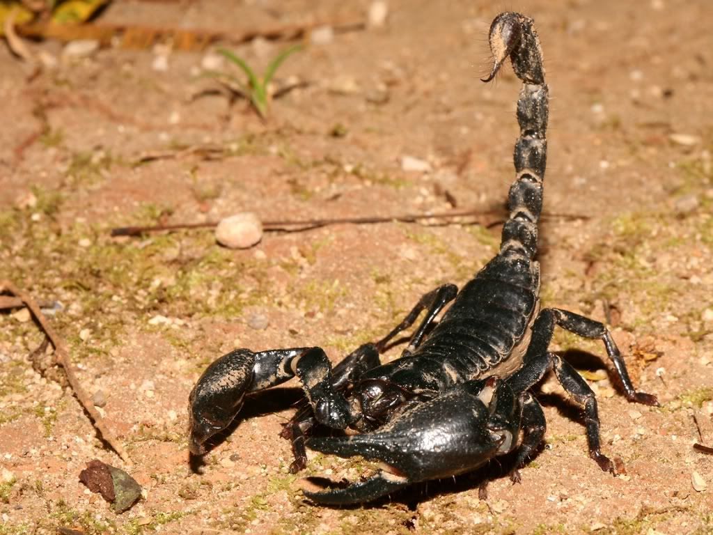Scorpion.jpg
