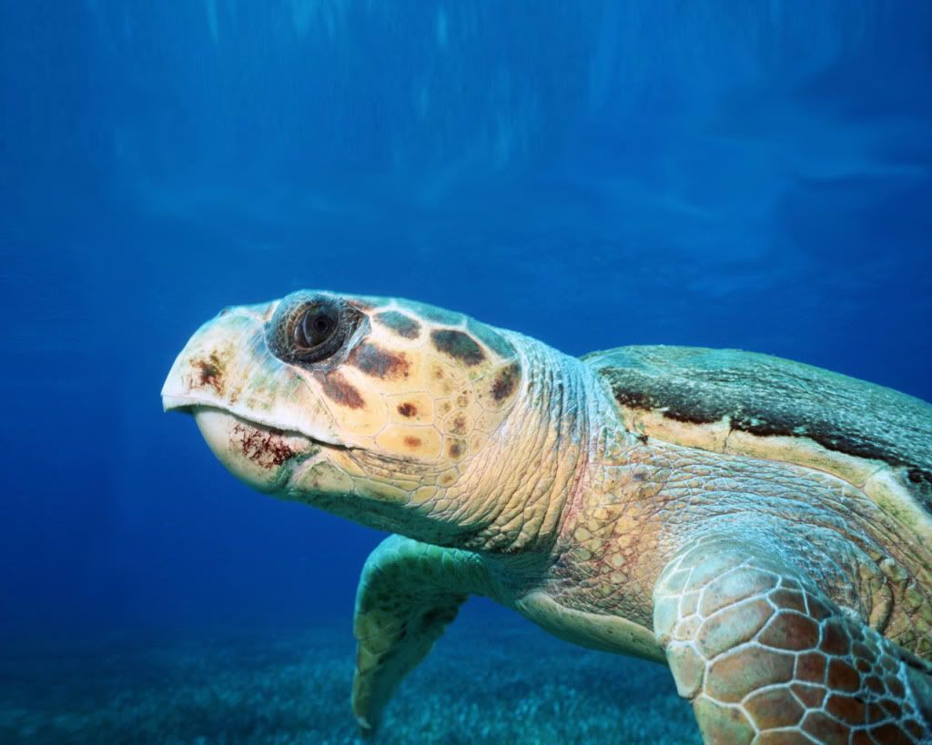 SeaTurtle.jpg