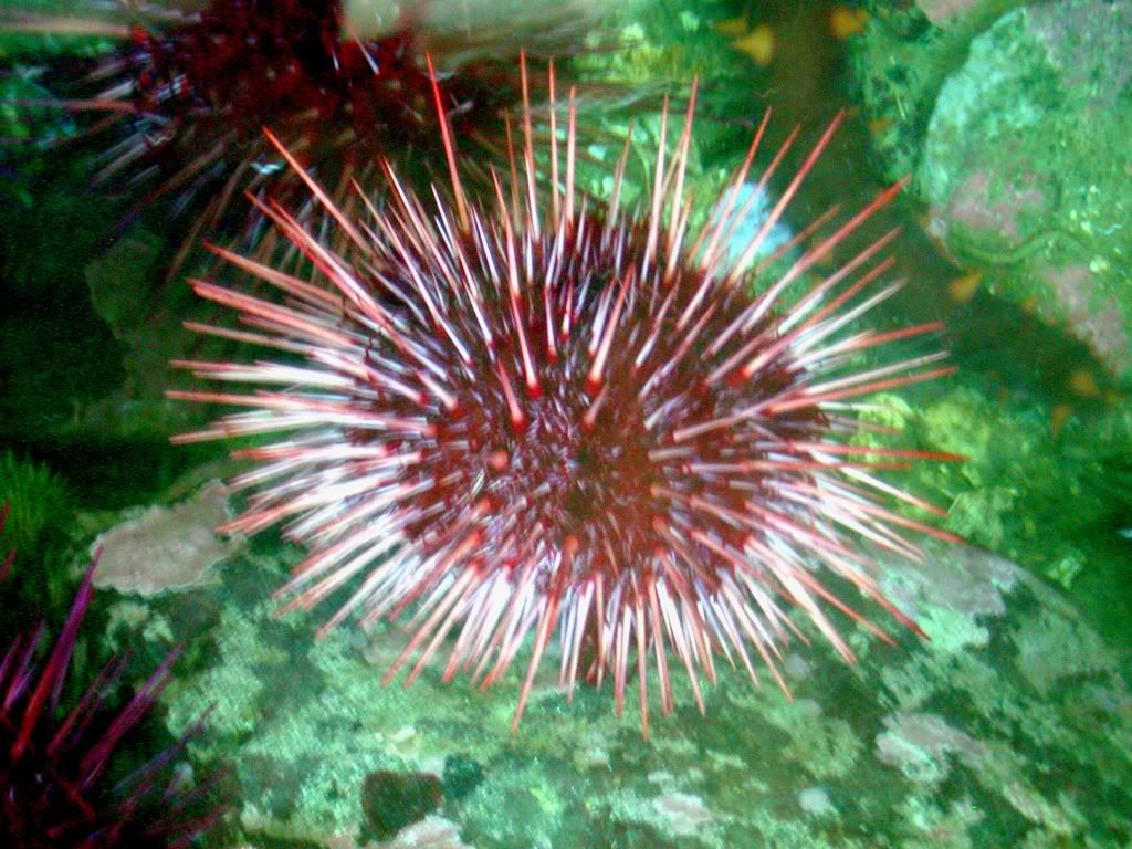 SeaUrchin.jpg