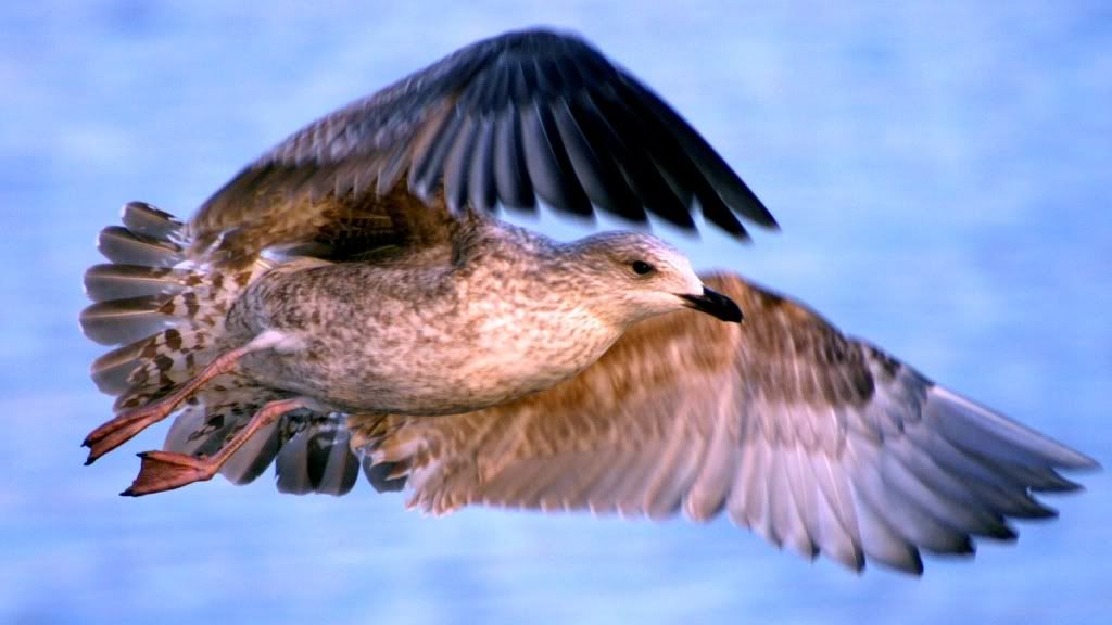 Seagull.jpg
