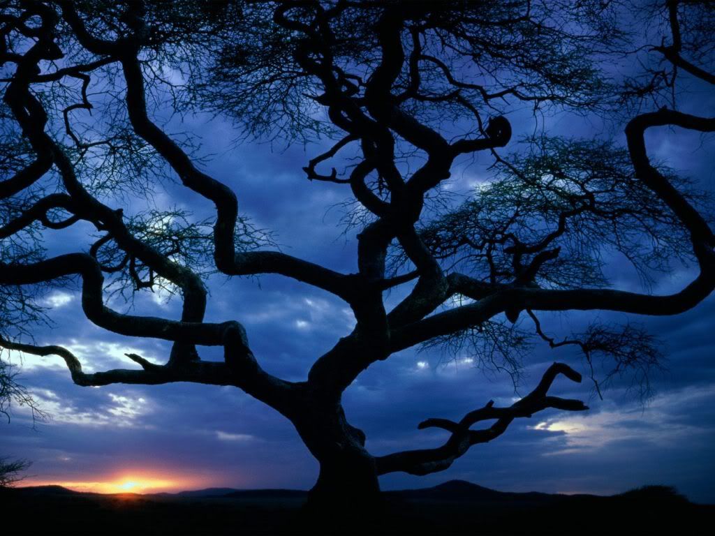 SerengetiNationalParkTanzania-1600x.jpg