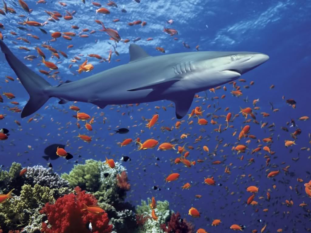 Shark.jpg