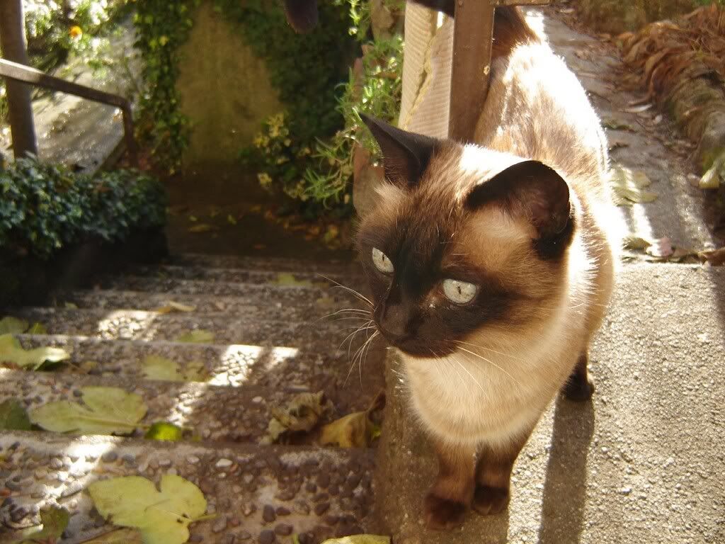 SiameseCat.jpg