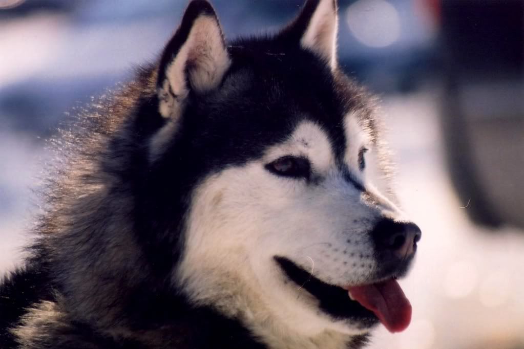 SiberianHusky.jpg