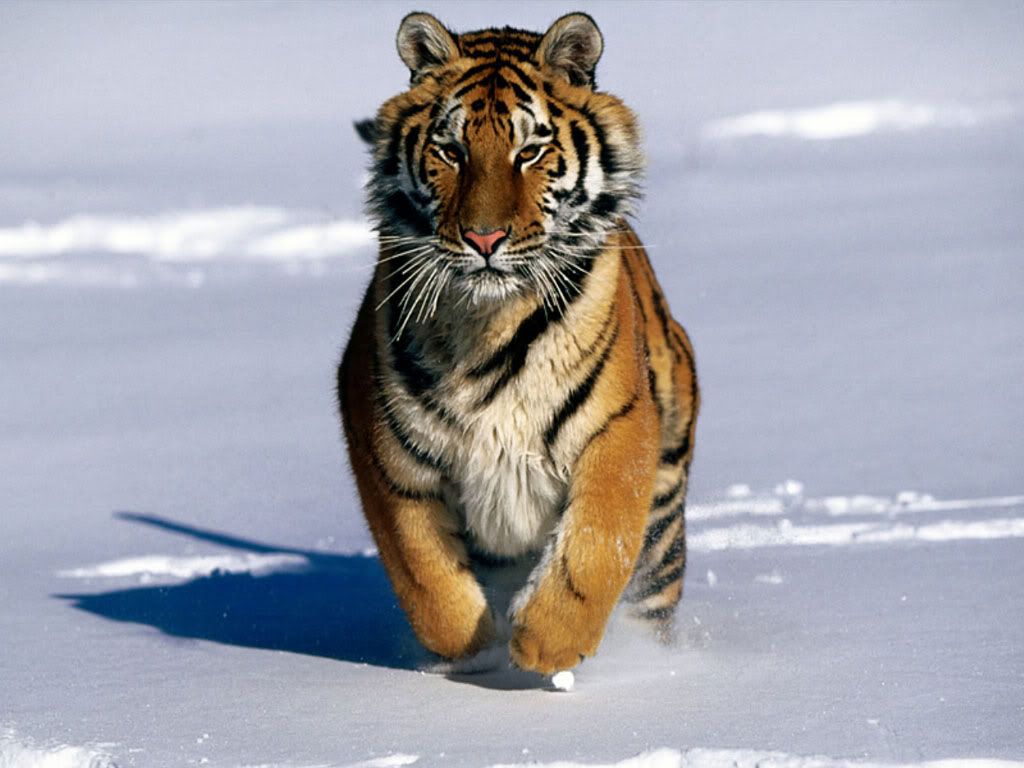 SiberianTiger.jpg