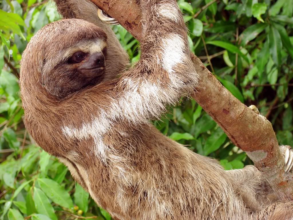 Sloth.jpg