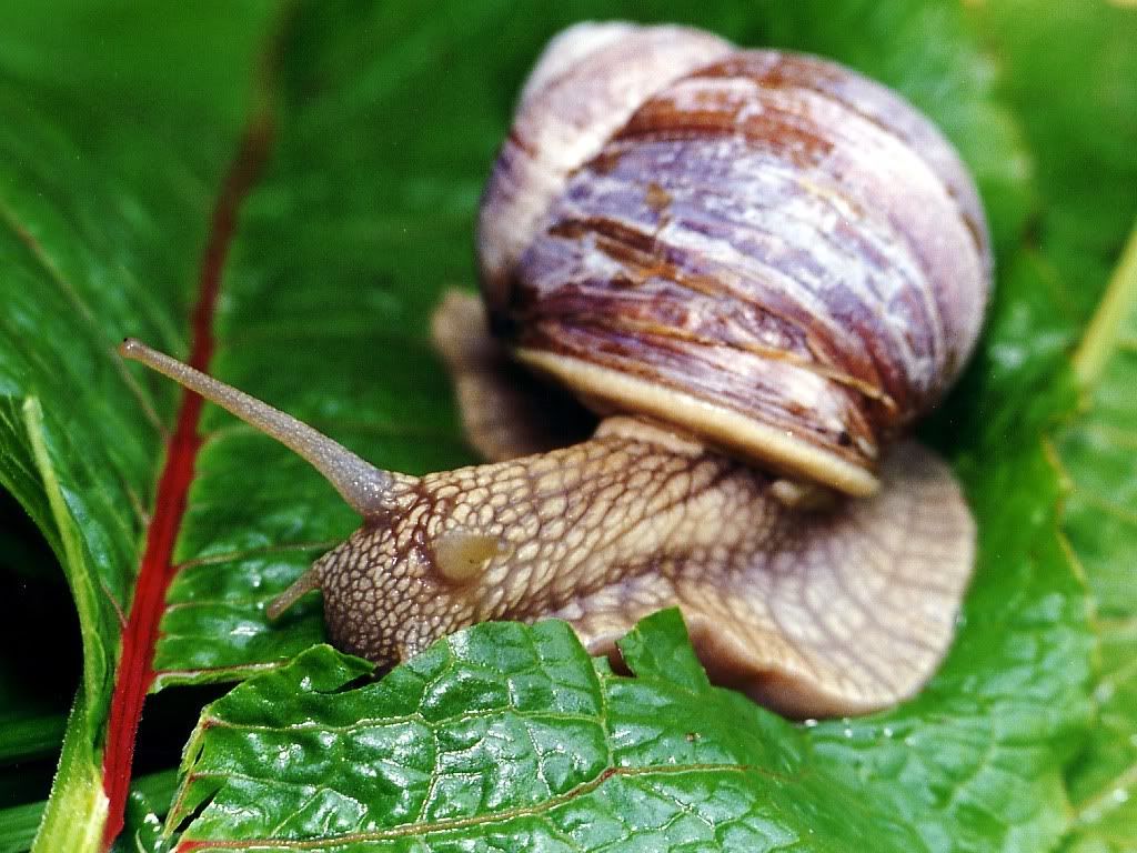Snail.jpg