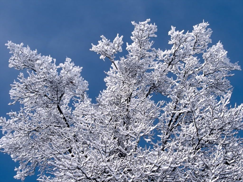 SnowBranchesMinnesota-1600x1200-ID3.jpg