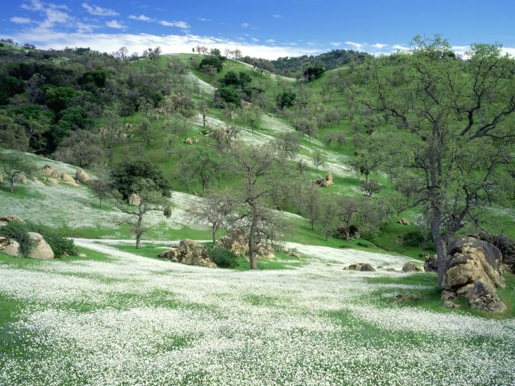 SpringWildflowersandOakCoveredHills.jpg