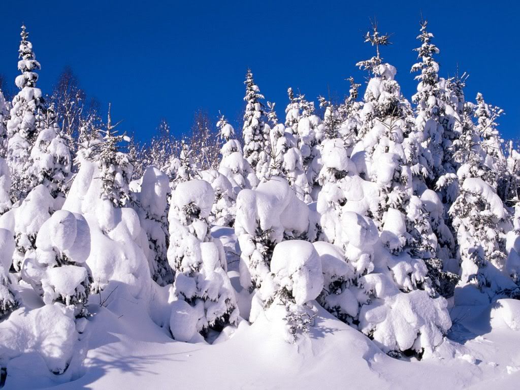 SpruceTreesCoveredinSnowCanada-1600.jpg