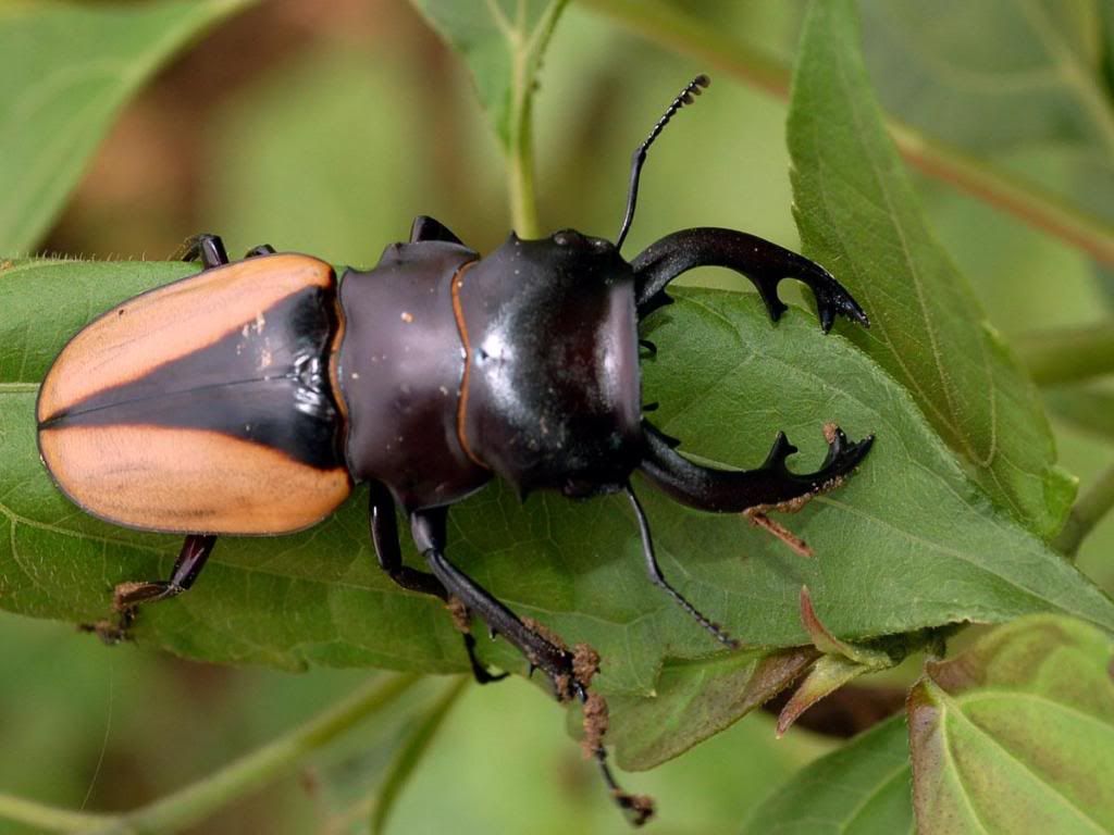 StagBeetle.jpg