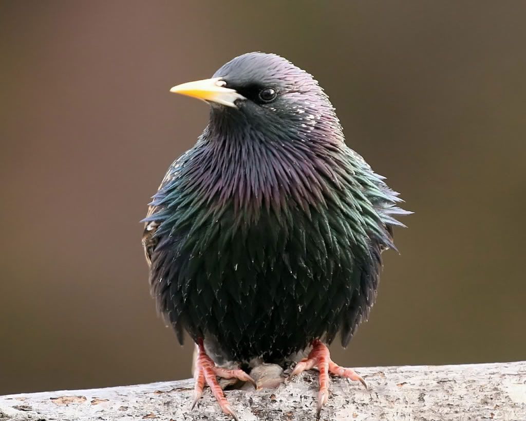 Starling.jpg