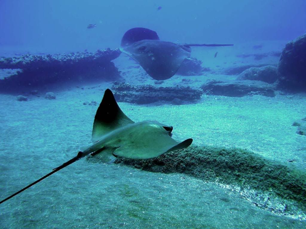 Stingray.jpg