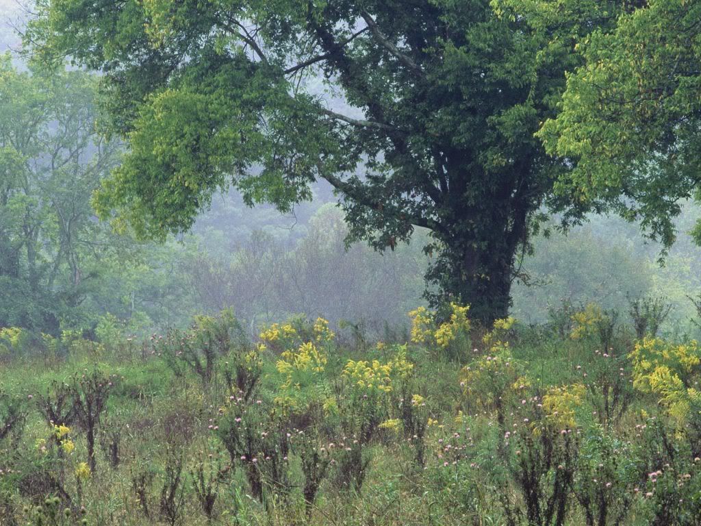 SummerMeadowNashvilleTennessee-1-1.jpg