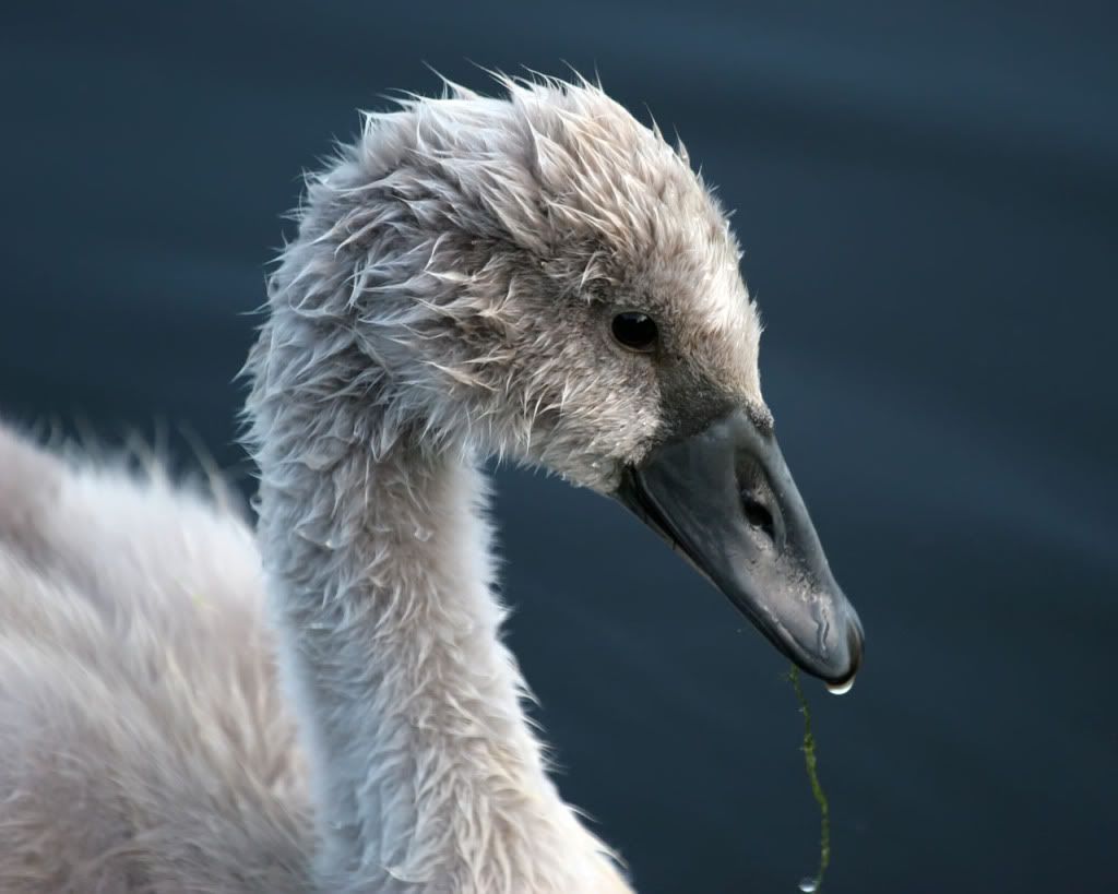 Swan.jpg