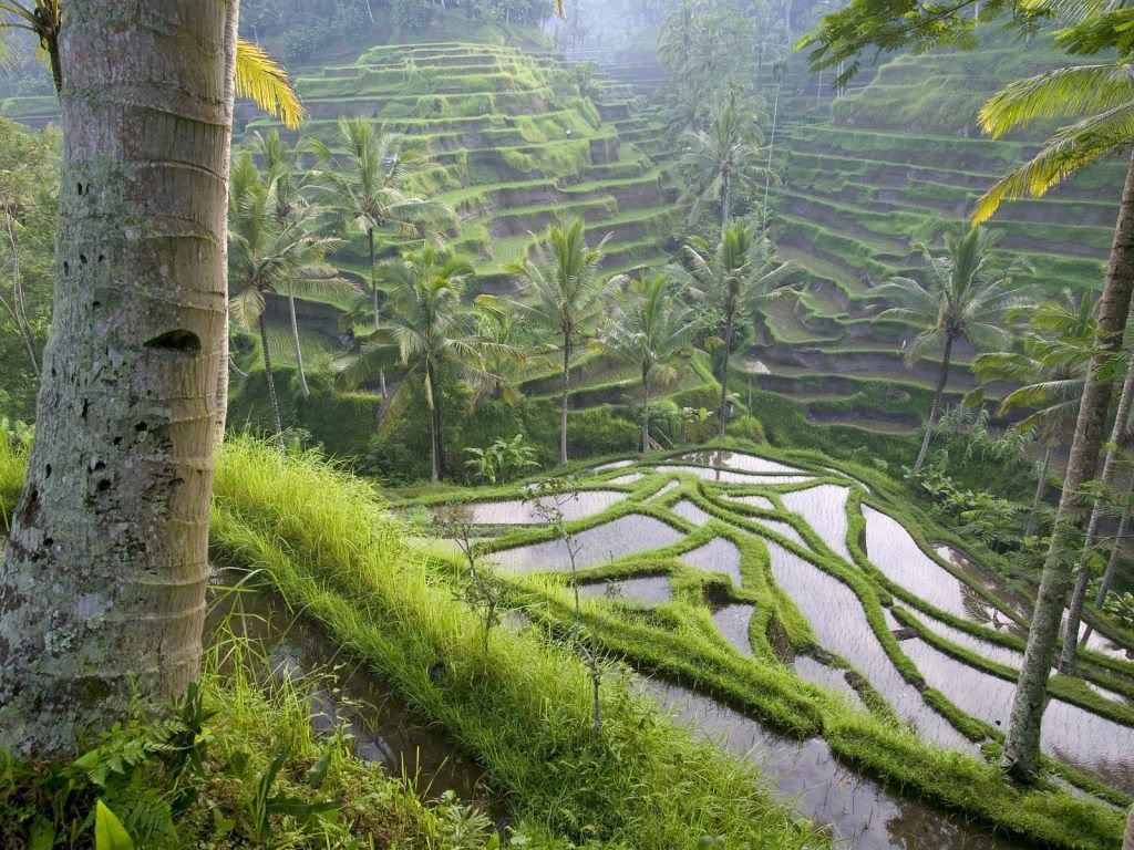 TerracedRicePaddiesUbudAreaBaliIndo.jpg