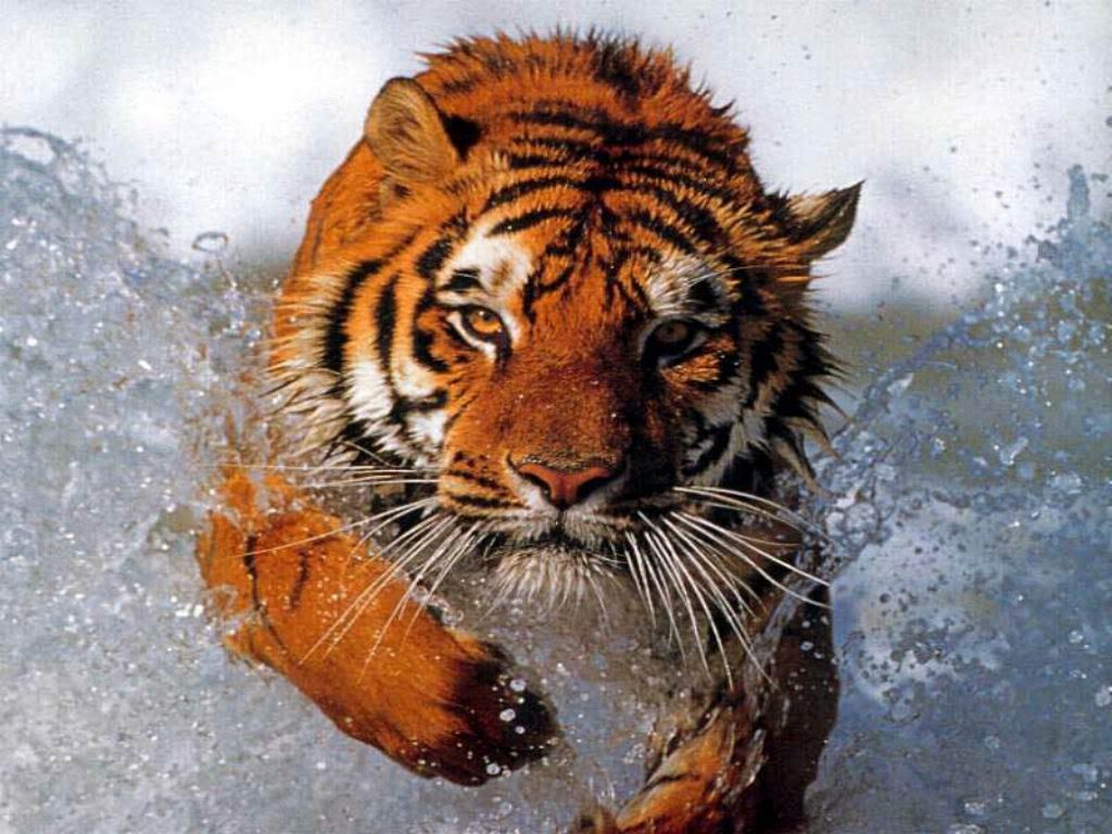Tiger.jpg