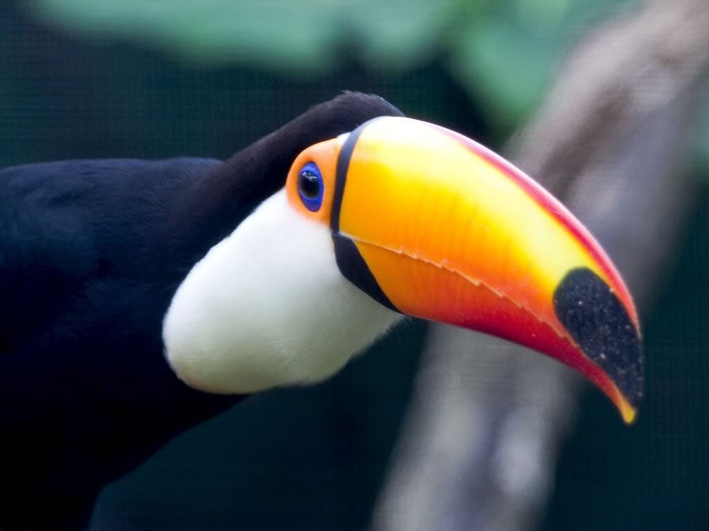 Toucan.jpg