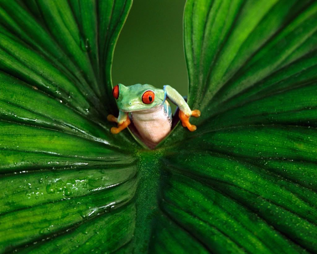 TreeFrog.jpg