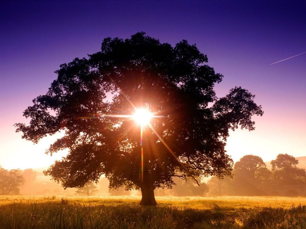 TreeofLifeNorthDevonEngland-1600x12.jpg
