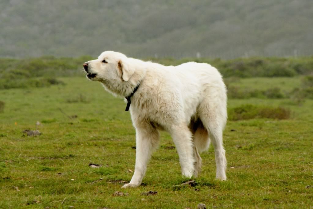 TurkishAkbashDog.jpg