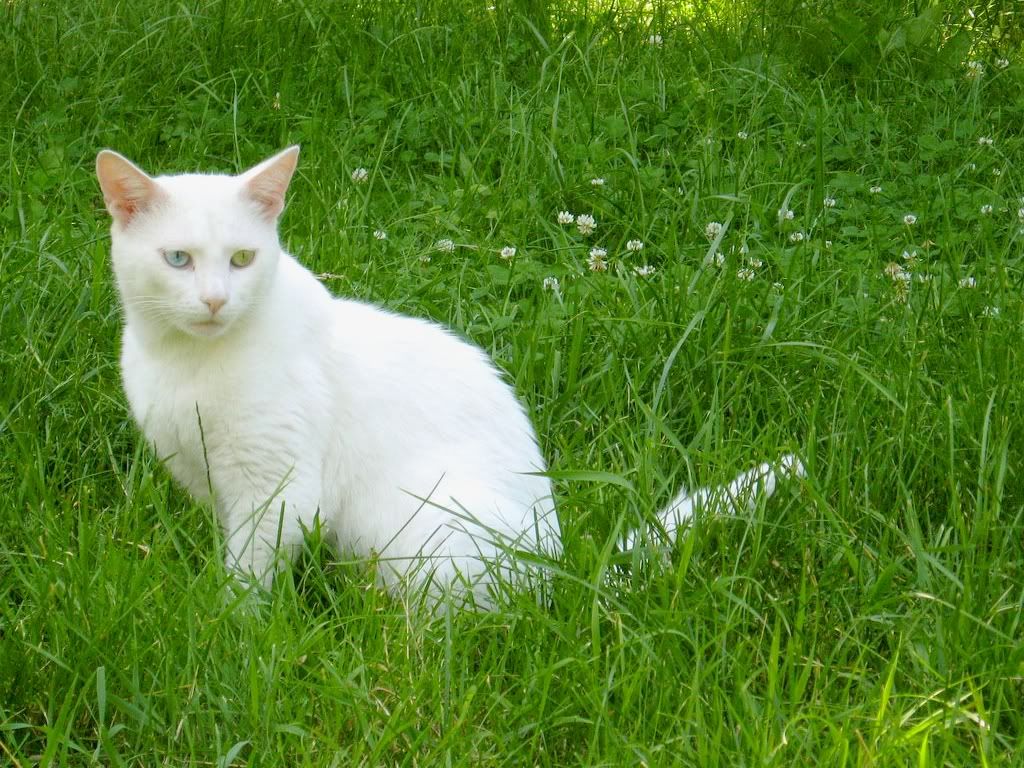 TurkishVanCat.jpg