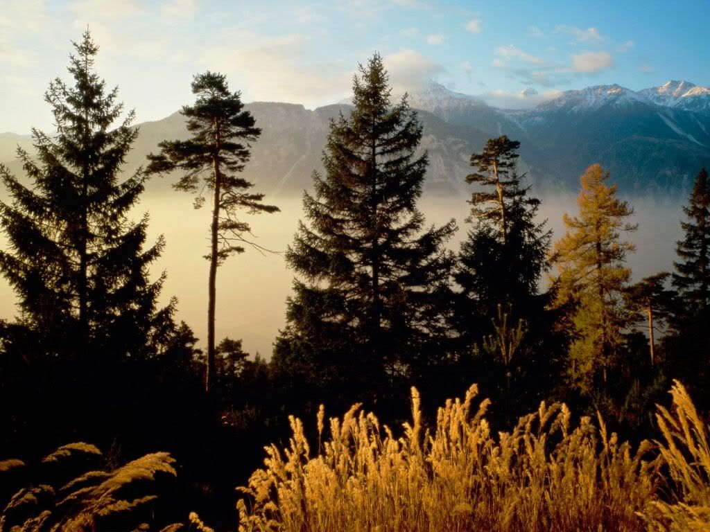 TwilightintheWoodsValaisSwitzerland.jpg