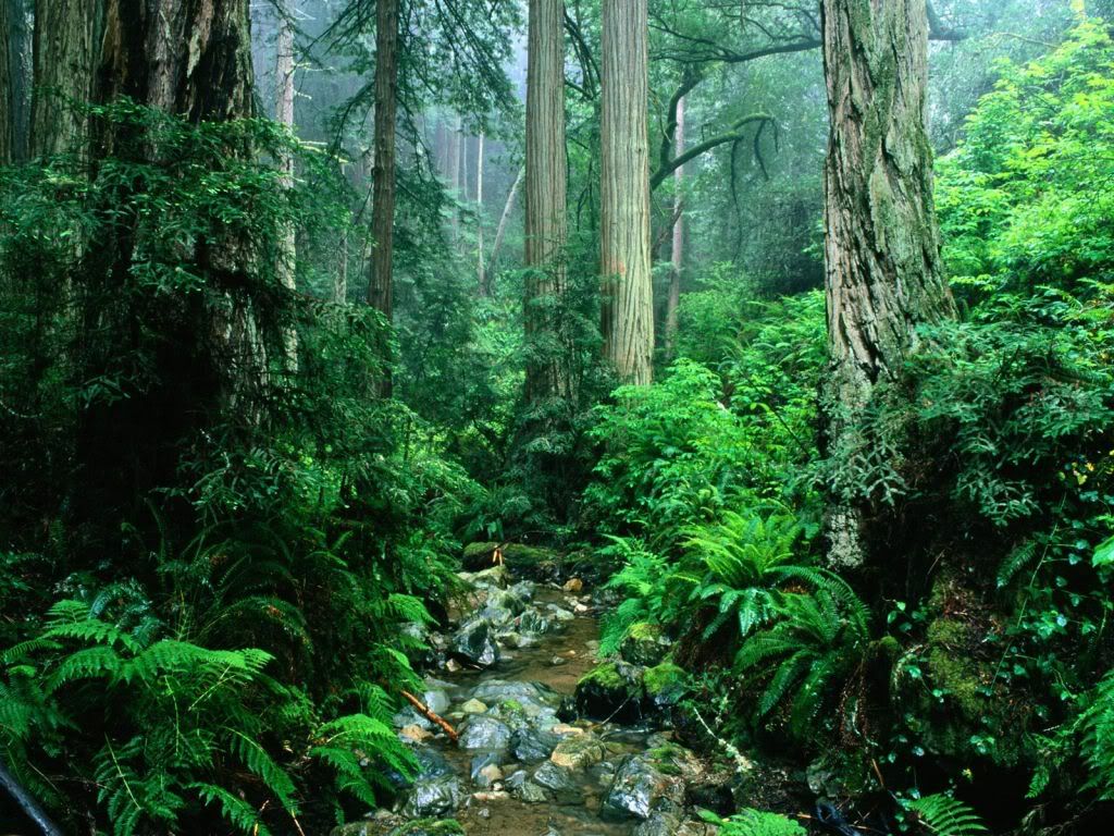 WebbCreekTamalpaisStateParkCaliforn.jpg