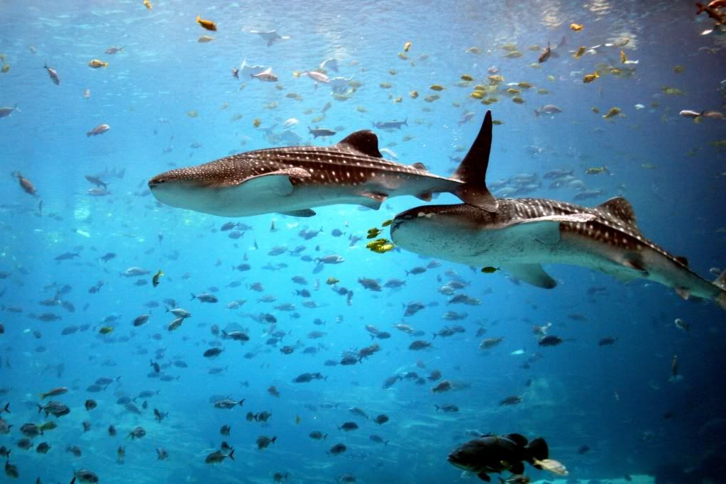 WhaleShark.jpg