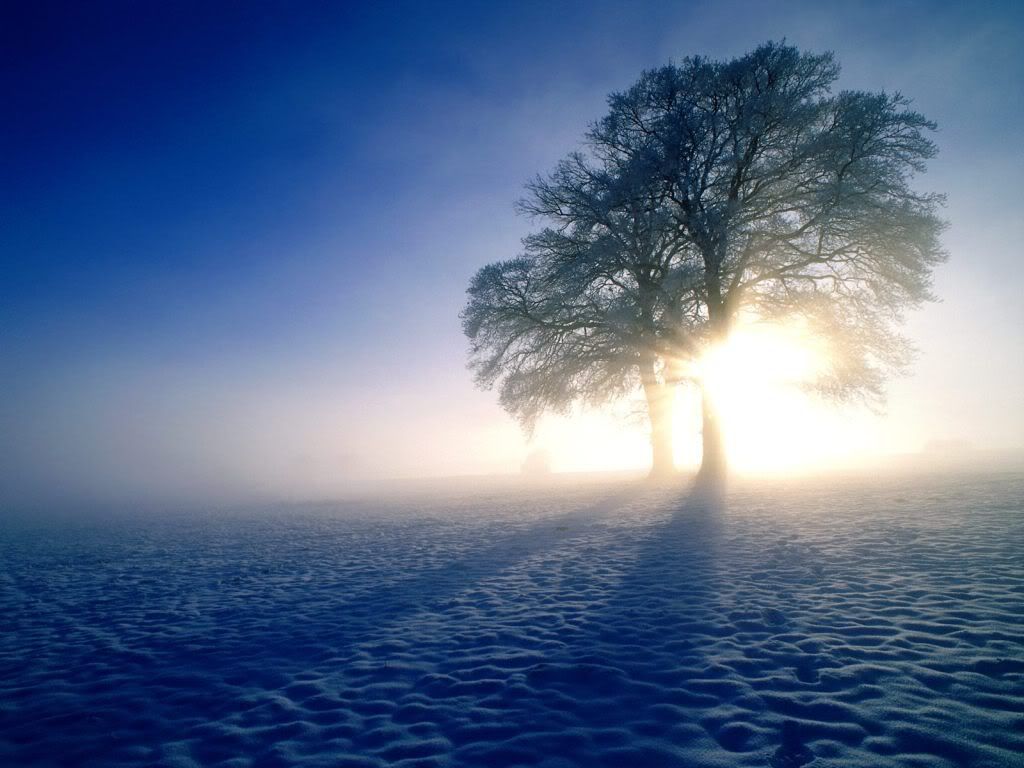 WinterInspirationsOakTrees-1600x120.jpg