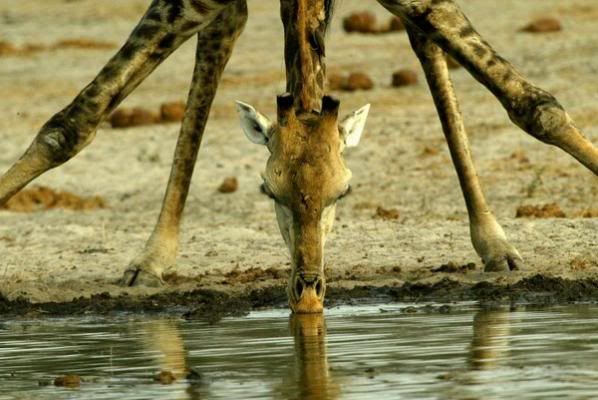 bots_b_giraffe_drinking_linyanti.jpg