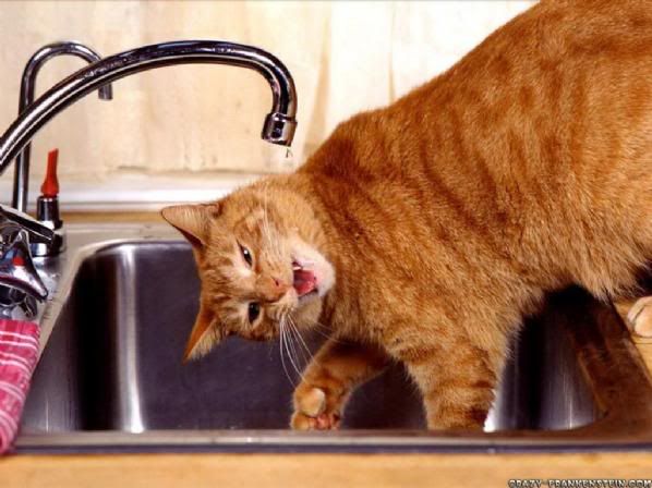 cat_wacky_drinking_funny_animal_wal.jpg