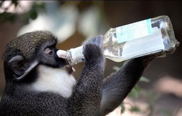 funnyanimalsfunnyanimalpicturespich.jpg