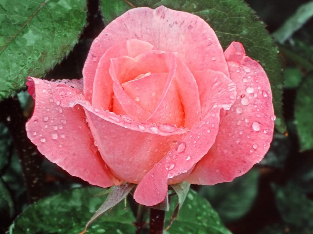 Photo After a rain, flowers, pink, roses - Flowers - Wallpapers, photografies, photo-wallpapers. Best quality