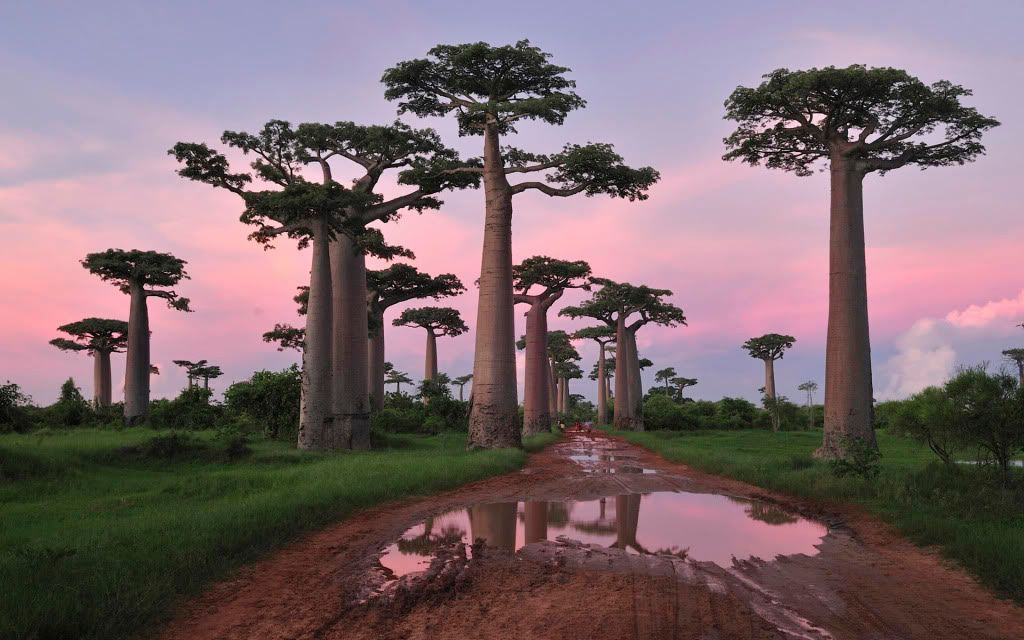 nbifth0101.jpg