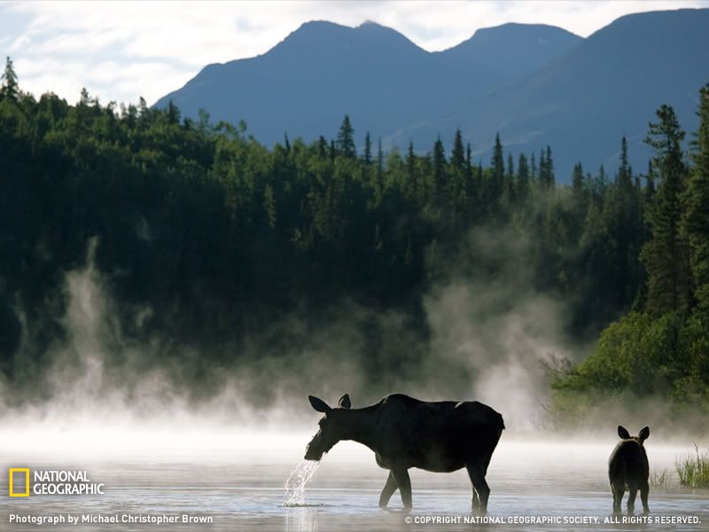 moose-mayfield-lake-1191556-sw.jpg