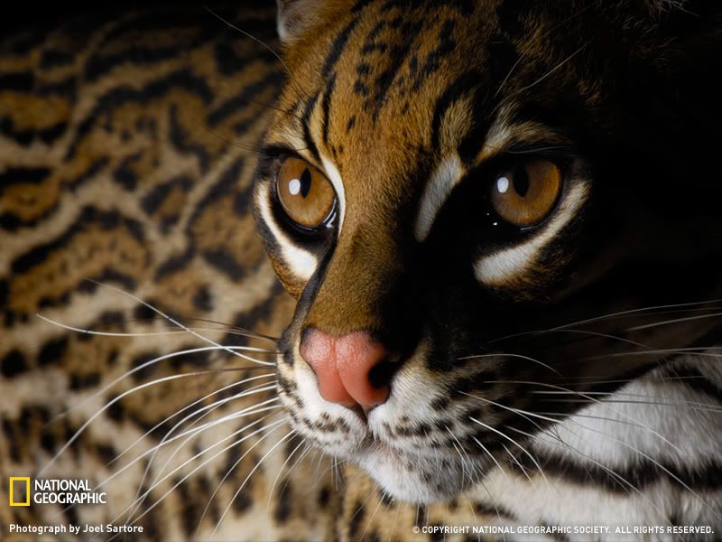 ocelot-california-1198172-sw.jpg