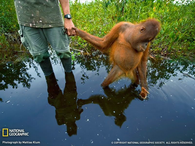 orangutan-orphan-1191489-sw.jpg