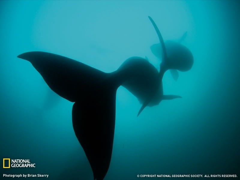 right-whales-1189052-sw.jpg