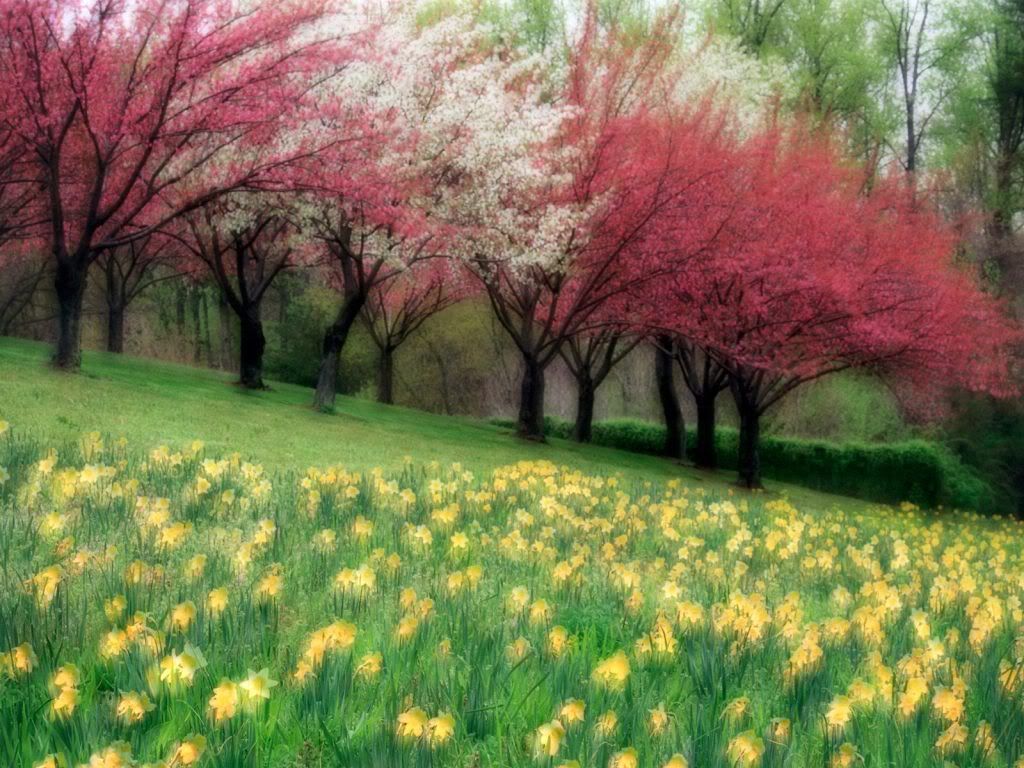 wallnature_pack2_13.jpg