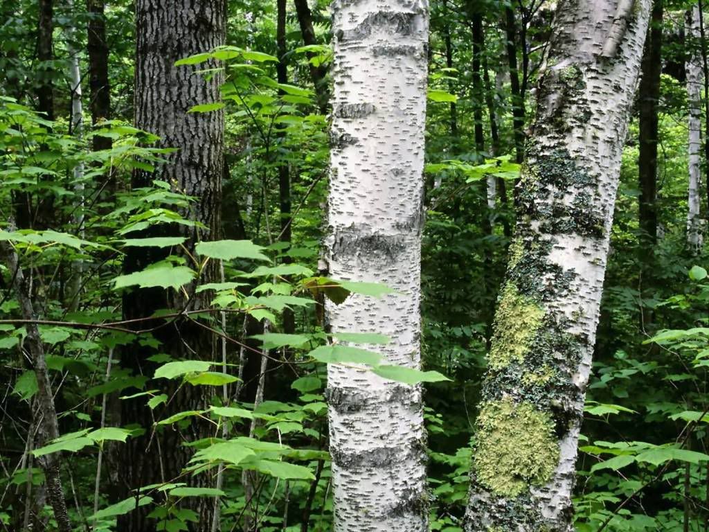 wallnature_pack2_2.jpg