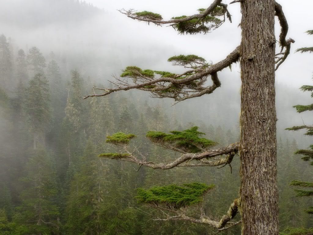 wallnature_pack2_21.jpg