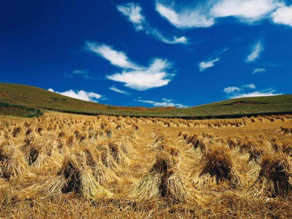 wallnature_pack2_22.jpg