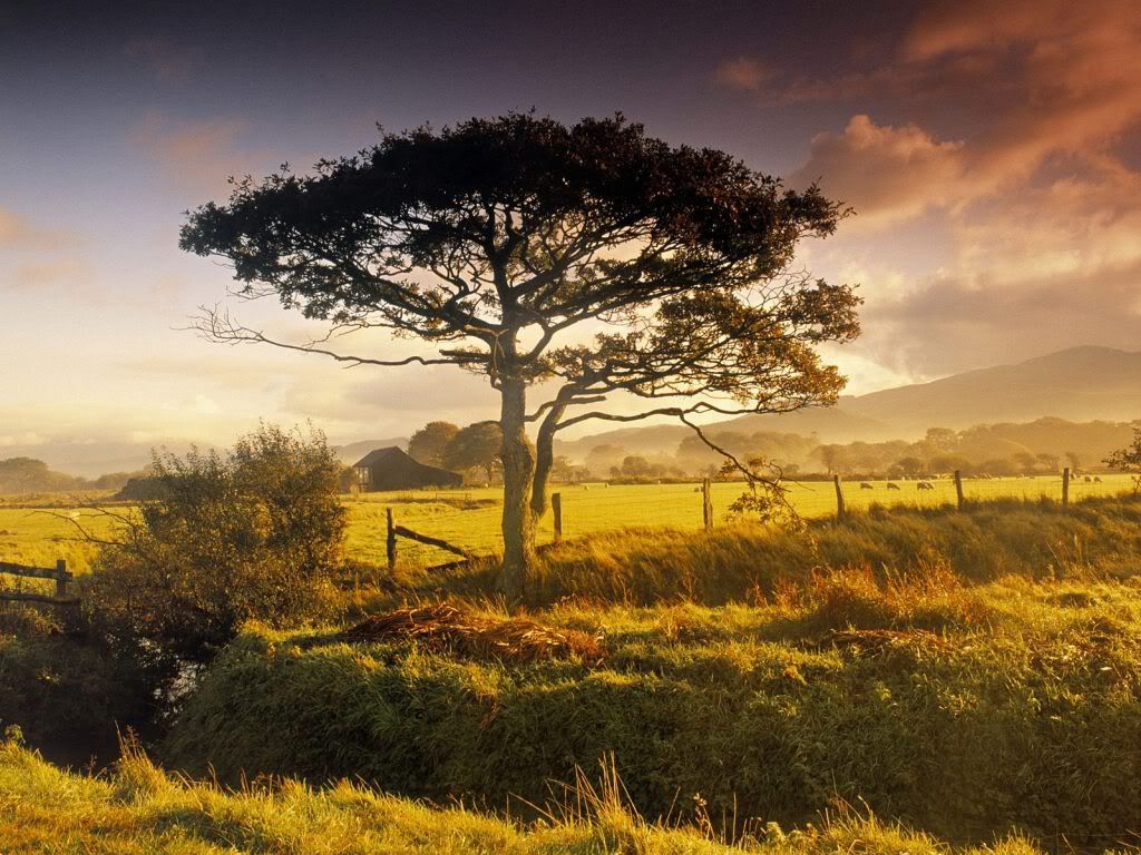 wallnature_pack2_23.jpg