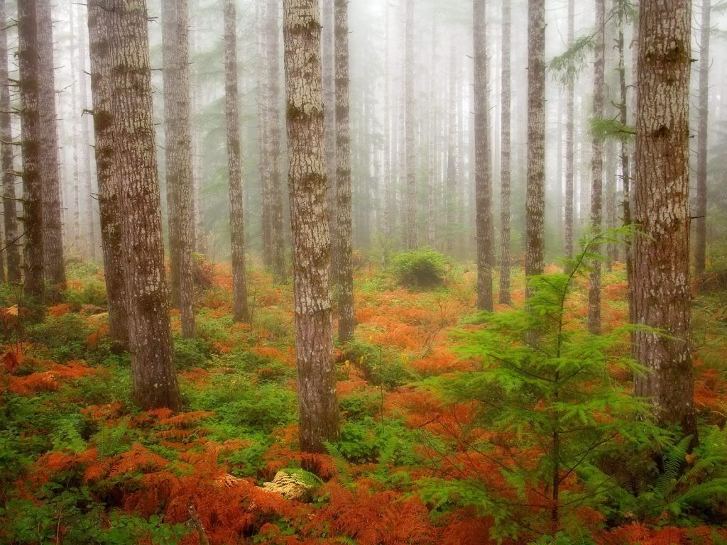 wallnature_pack2_26.jpg