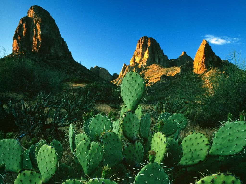 wallnature_pack2_28.jpg