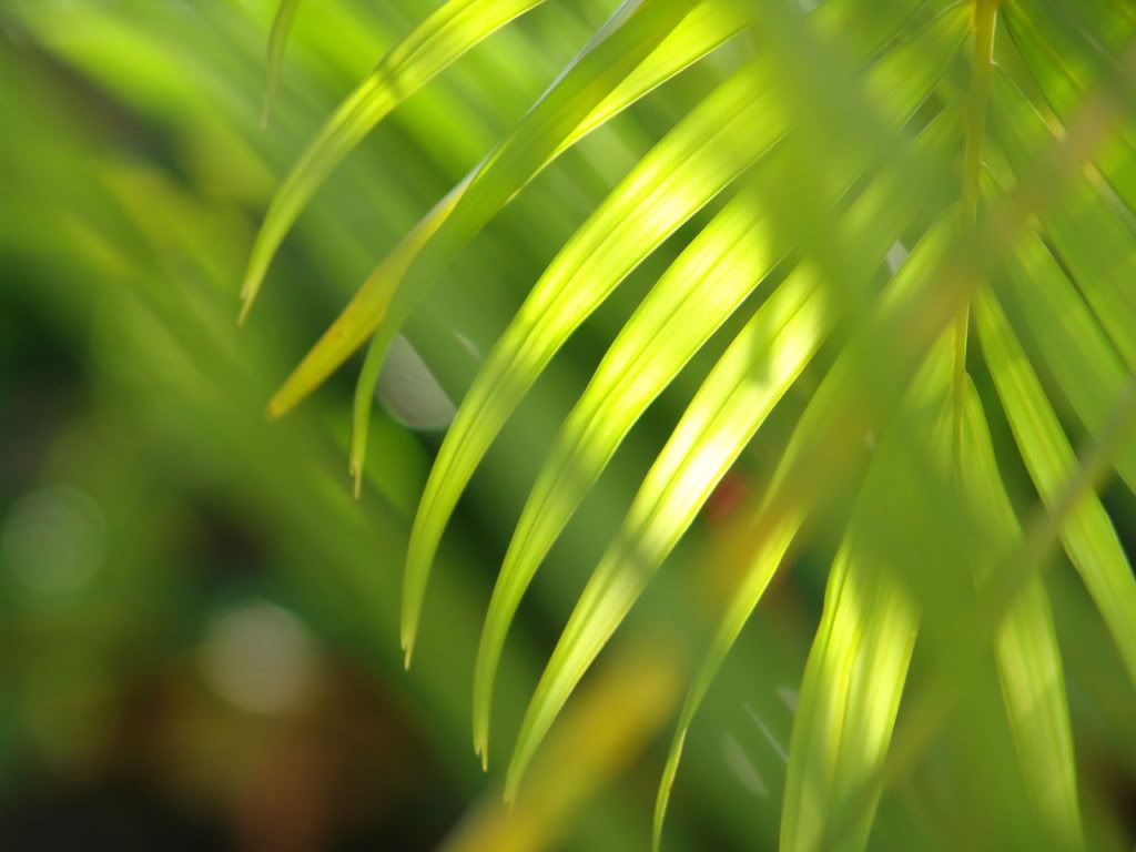 wallnature_pack2_31.jpg